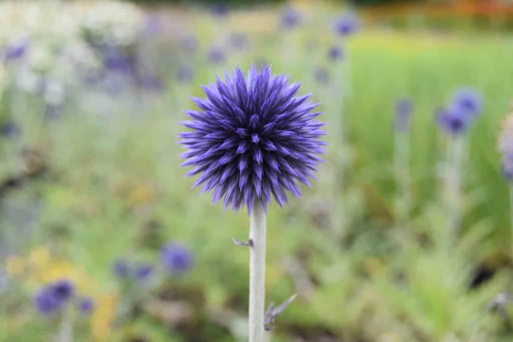 Echinops ritro 'Veitch's Blue' ---